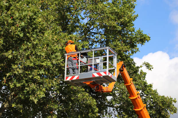 Reliable Twin Lakes, CA  Tree Services Solutions